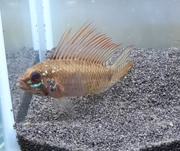 Breitbinden Zwergbuntbarsch,hochflossig, Apistogramma piaroa